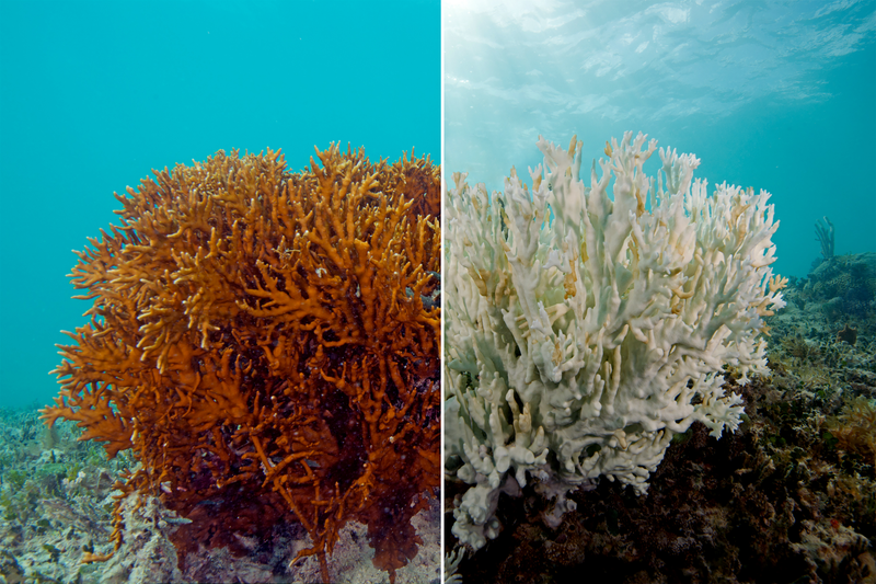 Illustration for article titled This is What a Mass Die-off of Earth's Coral Reefs Looks Like